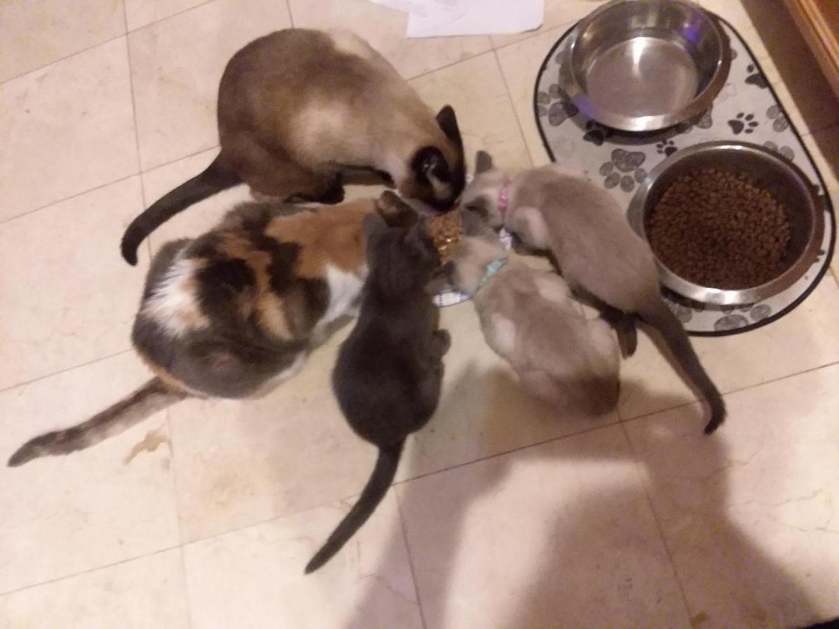 Catmosphere Las Vegas Luaran gambar