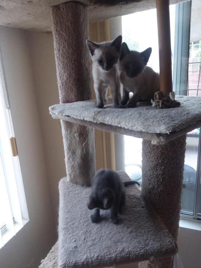 Catmosphere Las Vegas Luaran gambar